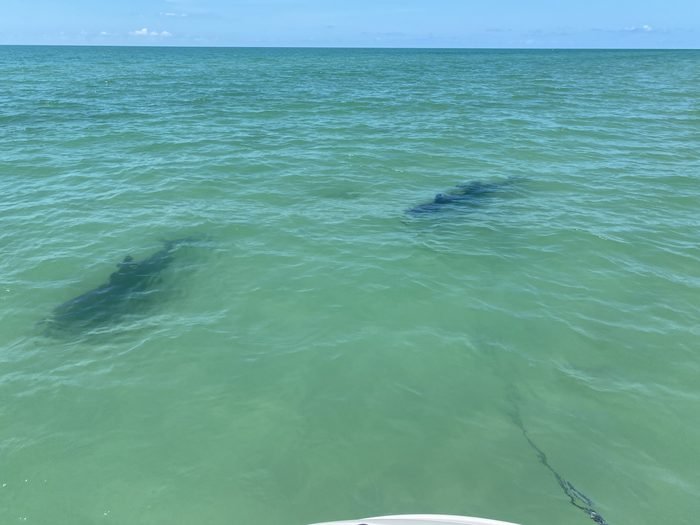 Two dolphins swimming alongside the boat in Southwest Florida waters
