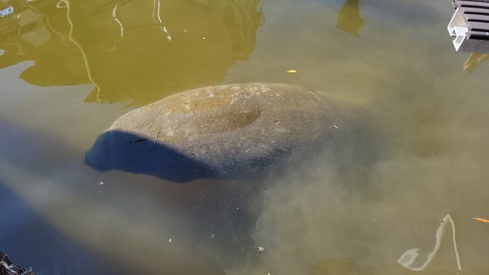A manatee surfacing near the boat in a Southwest Florida canal